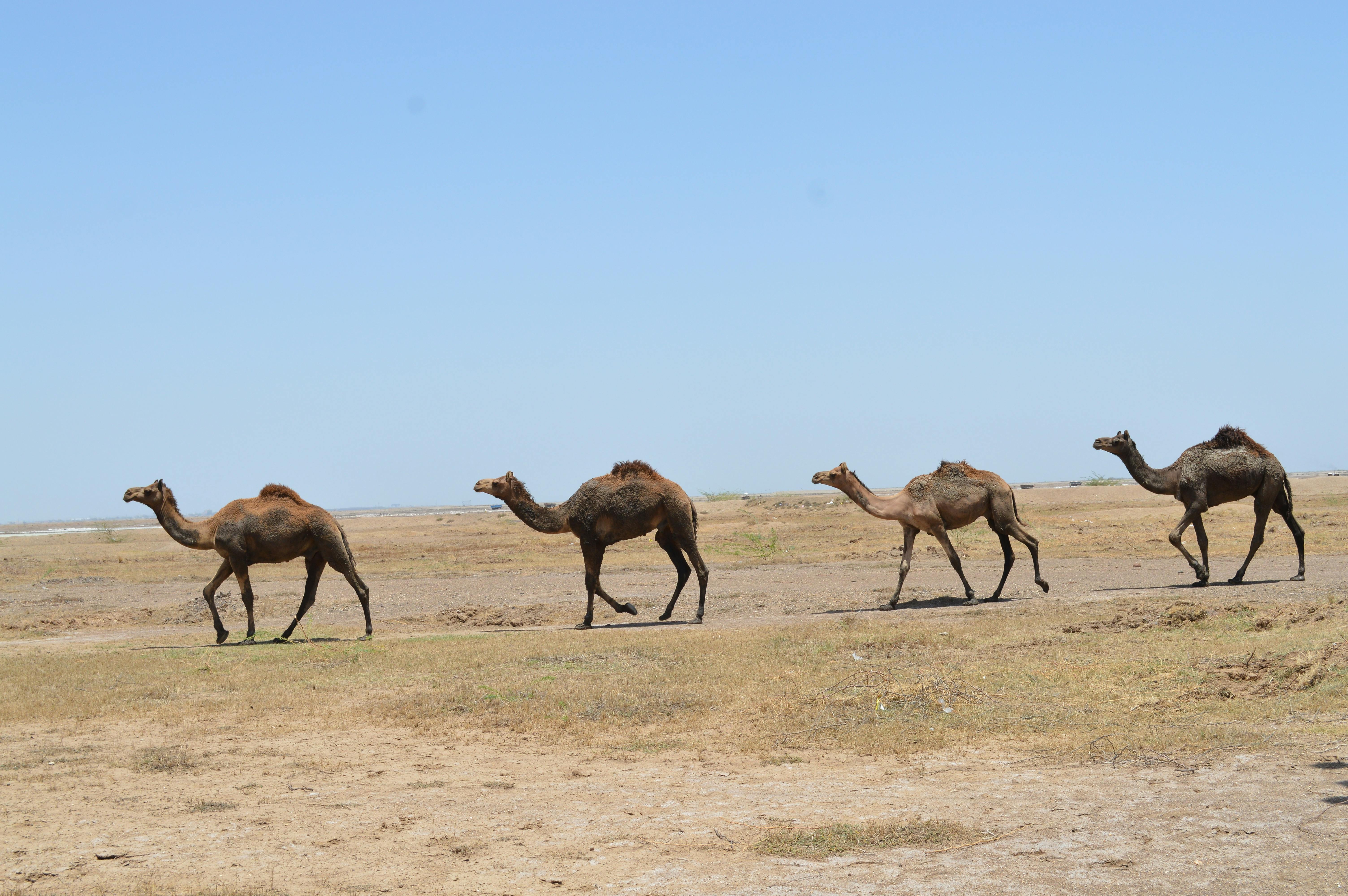 Rann of Kutch Tour