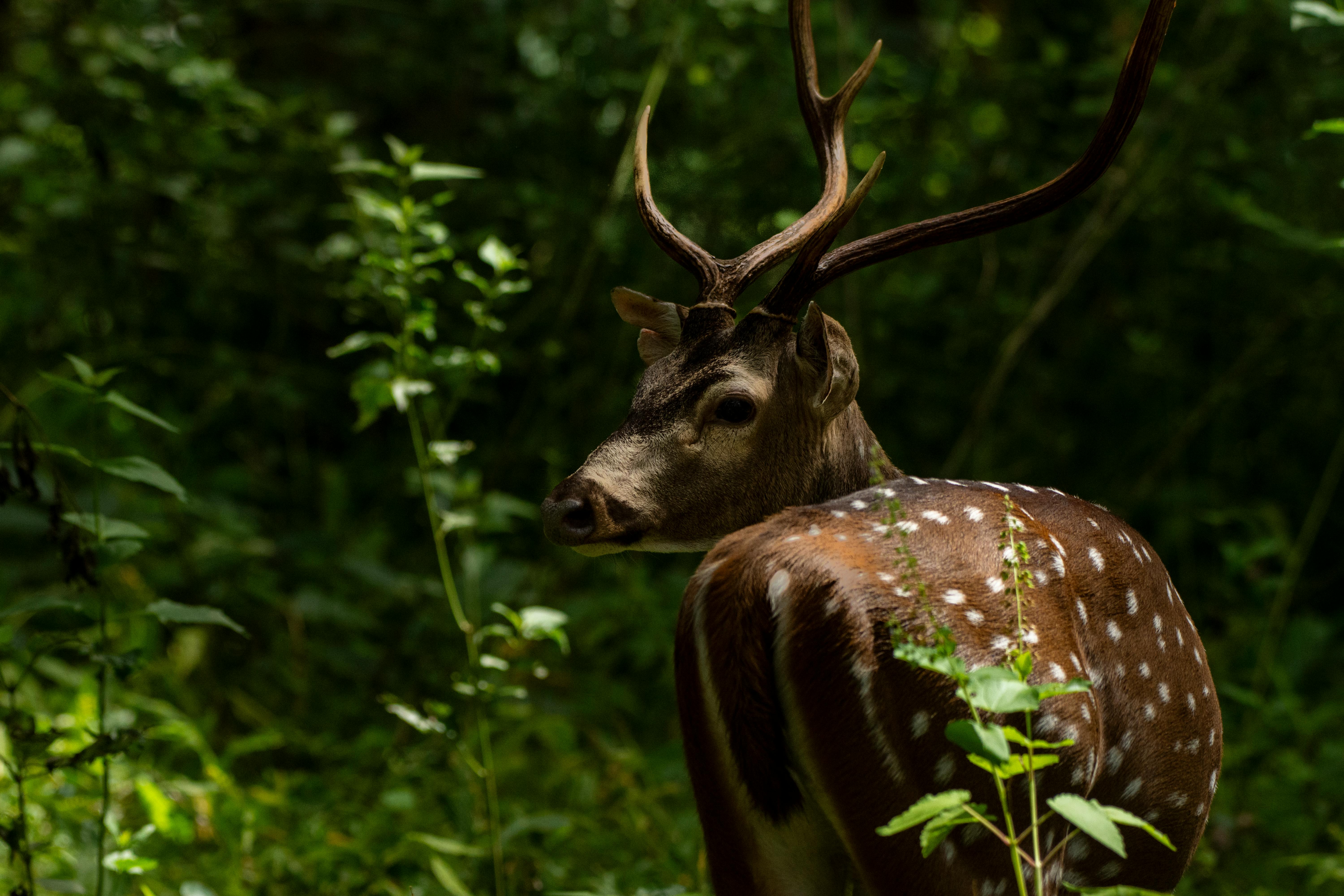 Wayanad Tour